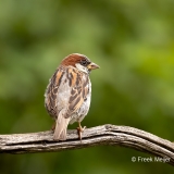 Huismus-20_House-Sparrow_Passer-domesticus_1P5A0293