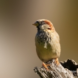 Huismus-21_House-Sparrow_Passer-domesticus_P5A3133