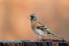 Keep-25_Brambling_Fringilla-montifringilla_11I2149