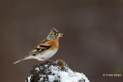 Keep-26_Brambling_Fringilla-montifringilla_Z4T2016