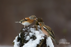 Keep-27_Brambling_Fringilla-montifringilla_Z4T2014