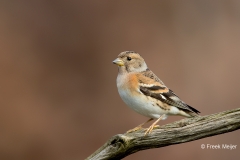 Keep-28_Brambling_Fringilla-montifringilla_11I2350