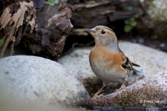 Keep-29_Brambling_Fringilla-montifringilla_11I2395