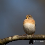 Keep-30_Brambling_Fringilla-montifringilla_11I2936