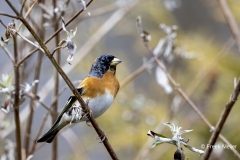 Keep-31_Brambling_Fringilla-montifringilla_AD9A1239