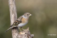 Keep-32_Brambling_Fringilla-montifringilla_AD9A1319