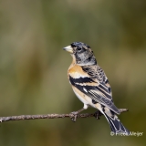 Keep-33_Brambling_Fringilla-montifringilla_AD9A1330