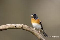 Keep-34_Brambling_Fringilla-montifringilla_AD9A1374