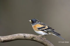 Keep-35_Brambling_Fringilla-montifringilla_AD9A1387