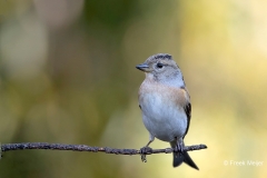 Keep-36_Brambling_Fringilla-montifringilla_AD9A1833