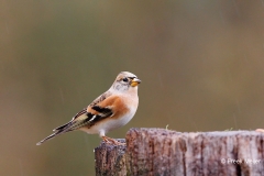 Keep-37_Brambling_Fringilla-montifringilla_D9A4936