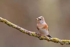 Keep-38_Brambling_Fringilla-montifringilla_D9A4942