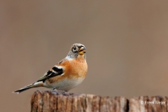 Keep-39_Brambling_Fringilla-montifringilla_D9A5182