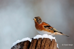 Keep-40_Brambling_Fringilla-montifringilla_E8A2960