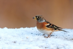 Keep-41_Brambling_Fringilla-montifringilla_E8A2978