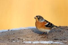 Keep-42_Brambling_Fringilla-montifringilla_E8A3049