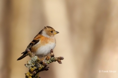 Keep-43_Brambling_Fringilla-montifringilla_D9A6317