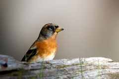 Keep-45_Brambling_Fringilla-montifringilla_P5A5547