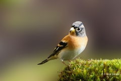 Keep-47_Brambling_Fringilla-montifringilla_P5A5924