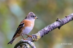 Keep-48_Brambling_Fringilla-montifringilla_P5A6034