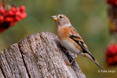 Keep-49_Brambling_Fringilla-montifringilla_P5A6148