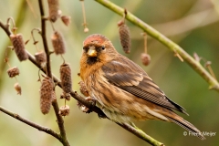 Kleine-Barmsijs-24_Lesser-Redpoll_Acanthis-cabaret_P5A6920