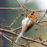 Kleine-Barmsijs-25_Lesser-Redpoll_Acanthis-cabaret_P5A6987