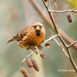 Kleine-Barmsijs-26_Lesser-Redpoll_Acanthis-cabaret_P5A7011