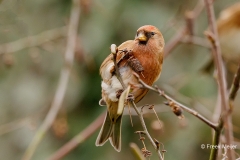 Kleine-Barmsijs-27_Lesser-Redpoll_Acanthis-cabaret_P5A7106