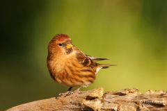 Kleine-Barmsijs-28_Lesser-Redpoll_Acanthis-cabaret_P5A7406