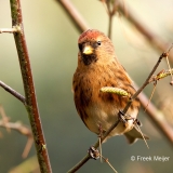 Kleine-Barmsijs-29_Lesser-Redpoll_Acanthis-cabaret_P5A7471