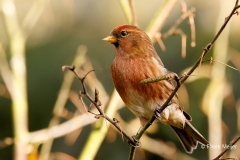 Kleine-Barmsijs-30_Lesser-Redpoll_Acanthis-cabaret_P5A7482