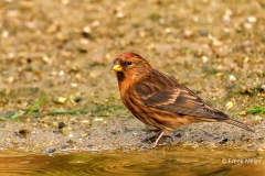 Kleine-Barmsijs-31_Lesser-Redpoll_Acanthis-cabaret_P5A7504