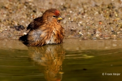 Kleine-Barmsijs-32_Lesser-Redpoll_Acanthis-cabaret_P5A9371