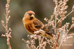 Kleine-Barmsijs-33_Lesser-Redpoll_Acanthis-cabaret_P5A8295