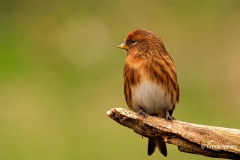 Kleine-Barmsijs-34_Lesser-Redpoll_Acanthis-cabaret_P5A8487