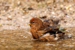 Kleine-Barmsijs-35_Lesser-Redpoll_Acanthis-cabaret_P5A8621