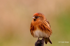 Kleine-Barmsijs-36_Lesser-Redpoll_Acanthis-cabaret_P5A9473