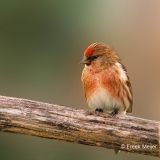 Kleine-Barmsijs-37_Lesser-Redpoll_Acanthis-cabaret_P5A0730