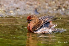 Kleine-Barmsijs-38_Lesser-Redpoll_Acanthis-cabaret_P5A0790