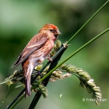 Kleine-Barmsijs-39_Lesser-Redpoll_Acanthis-cabaret_P5A3541