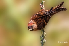 Kleine-Barmsijs-40_Lesser-Redpoll_Acanthis-cabaret_P5A3557