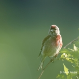 Kneu-10_Common-Linnet_Linaria-cannabina_11I2223