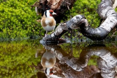 Putter-26_European-Goldfinch_Carduelis-carduelis_9E8A0273