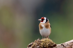 Putter-27_European-Goldfinch_Carduelis-carduelis_AD9A2209