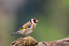 Putter-28_European-Goldfinch_Carduelis-carduelis_AD9A2215