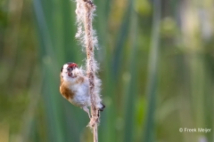 Putter-29_European-Goldfinch_Carduelis-carduelis_AD9A2583