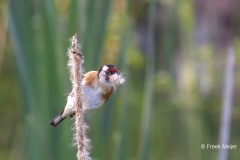 Putter-30_European-Goldfinch_Carduelis-carduelis_AD9A2587