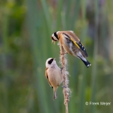 Putter-31_European-Goldfinch_Carduelis-carduelis_AD9A2685