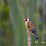 Putter-32_European-Goldfinch_Carduelis-carduelisAD9A2690